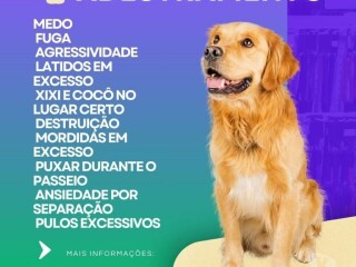 Adestrador de ces Barra da Tijuca Pet shops e veterinrios Barra da Tijuca no [***] 