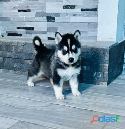 hermosos-ejemplares-husky-siberian-en-chihuahua-clasf-animales-big-1