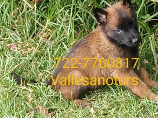 Cachorros pastor belga malinois, los papás con pedigree fcm en Cuernavaca | Clasf animales