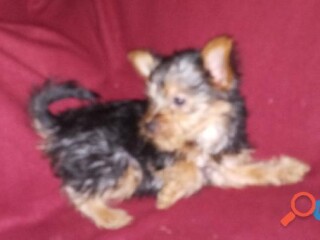 Yorkshire terrier hembras en Guadalajara | Clasf animales