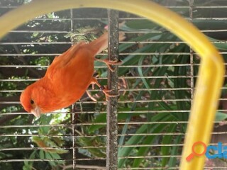 Canario rojo holandés en Guadalajara | Clasf animales