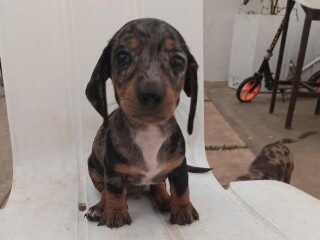 Cachorra teckel dachshund arlequín plata en Mérida | Clasf animales