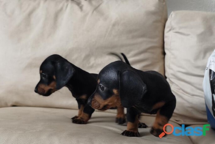 cachorra-teckel-dachshund-arlequin-plata-en-merida-clasf-animales-big-1