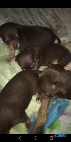 cachorros-chihuahuas-en-nezahualcoyotl-clasf-animales-big-1