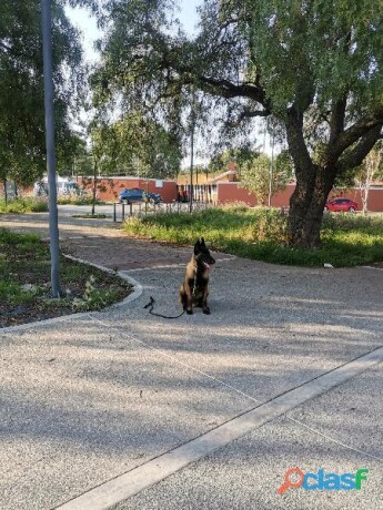 adiestramiento-canino-hayaku-en-nezahualcoyotl-clasf-animales-big-1