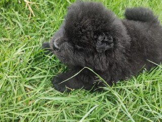 Chow chow cara de oso en Puebla | Clasf animales