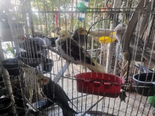 Venta de ninfas en Saltillo | Clasf animales