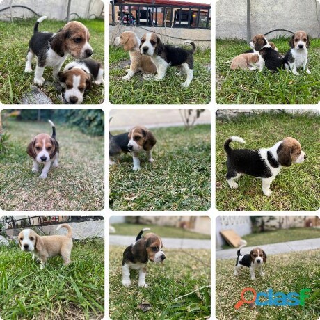 cachorritos-beagle-machos-en-saltillo-clasf-animales-big-0