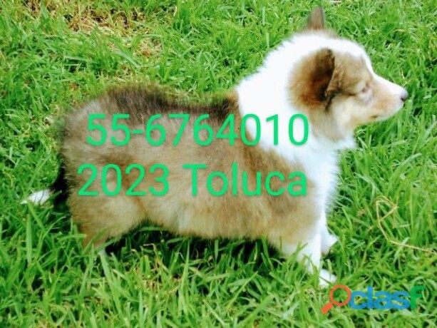 cachorros-rough-collie-papas-certificados-de-akc-en-toluca-clasf-animales-big-1