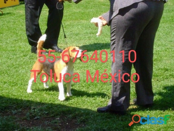 cachorros-beagle-de-padres-con-pedigree-en-toluca-clasf-animales-big-1