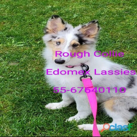 cachorros-rough-collie-lassie-de-padres-akc-registrados-raza-pura-en-toluca-clasf-animales-big-2