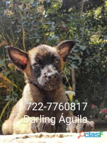 pastor-belga-malinois-cachorros-de-calidad-genetica-en-toluca-clasf-animales-big-0