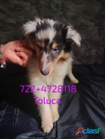 cachorros-rough-collie-lassie-papis-con-pedigree-akc-en-toluca-clasf-animales-big-2