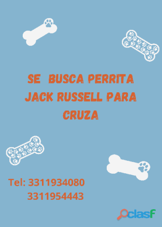 busco-perrita-jack-russell-en-zapopan-clasf-animales-big-0