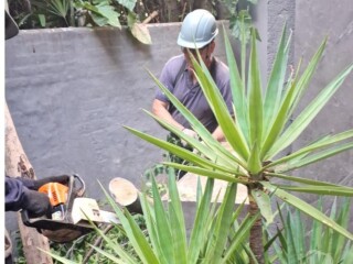 Corte e Poda de arvore , Limpeza de terreno Roçar ; Morumbi - Serviços especializados 